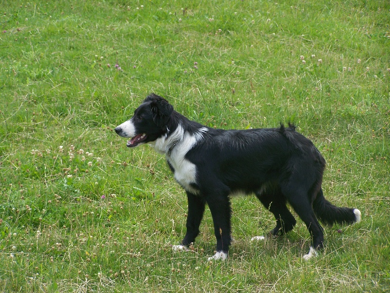du clocher tord Elfy