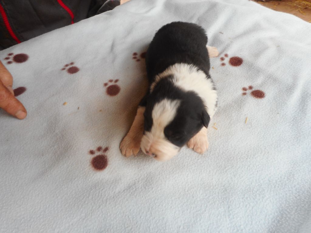 du clocher tord - Chiots disponibles - Border Collie